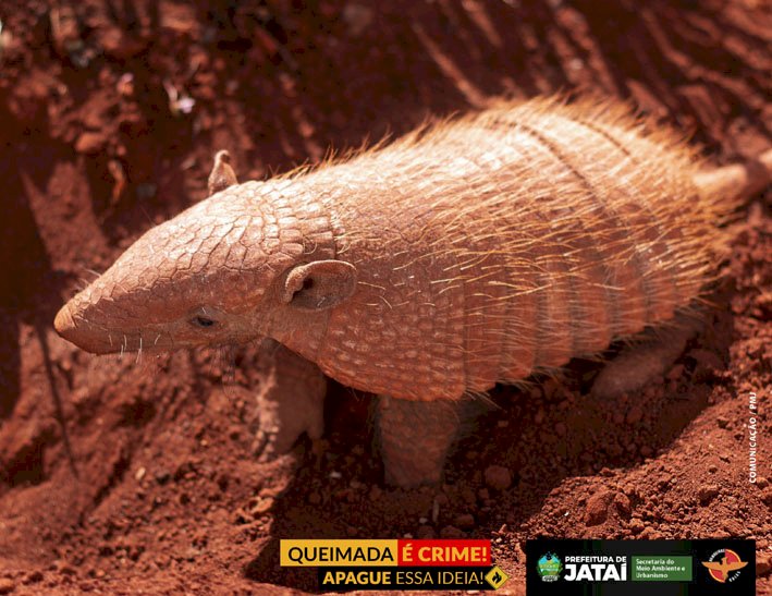 Queimada é crime. Proteja nossa biodiversidade!